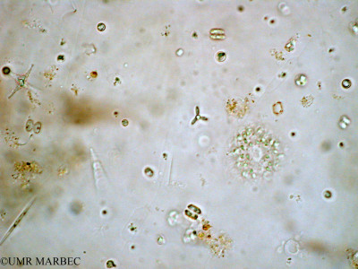 phyto/Mayotte/dzoumougne/Retenues_collinaires_de_Mayotte  2006-2009/Actinastrum sp(copy)_thumb.jpg